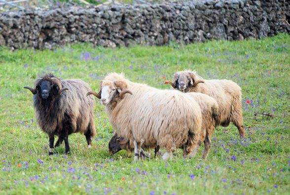 Vaca y oveja en el campo